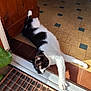 Shanelle a rejoint le concours — aidez-le/la à gagner de superbes lots ! cat, black_and_white_cat, feline, pet, doorway, tiled_floor, sunlight, shadow, whiskers, paw, stretching, door_frame, metal_grate, leaf, plant, relaxed, indoor, portrait, home_interior, floor_tiles