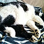 cat, black_and_white_cat, sleeping, paws, paw_pads, blanket, zebra_pattern, fur, cozy, nap, indoor, closeup, pet, curled, relaxation, feline, whiskers, sofa, bedding, comfort