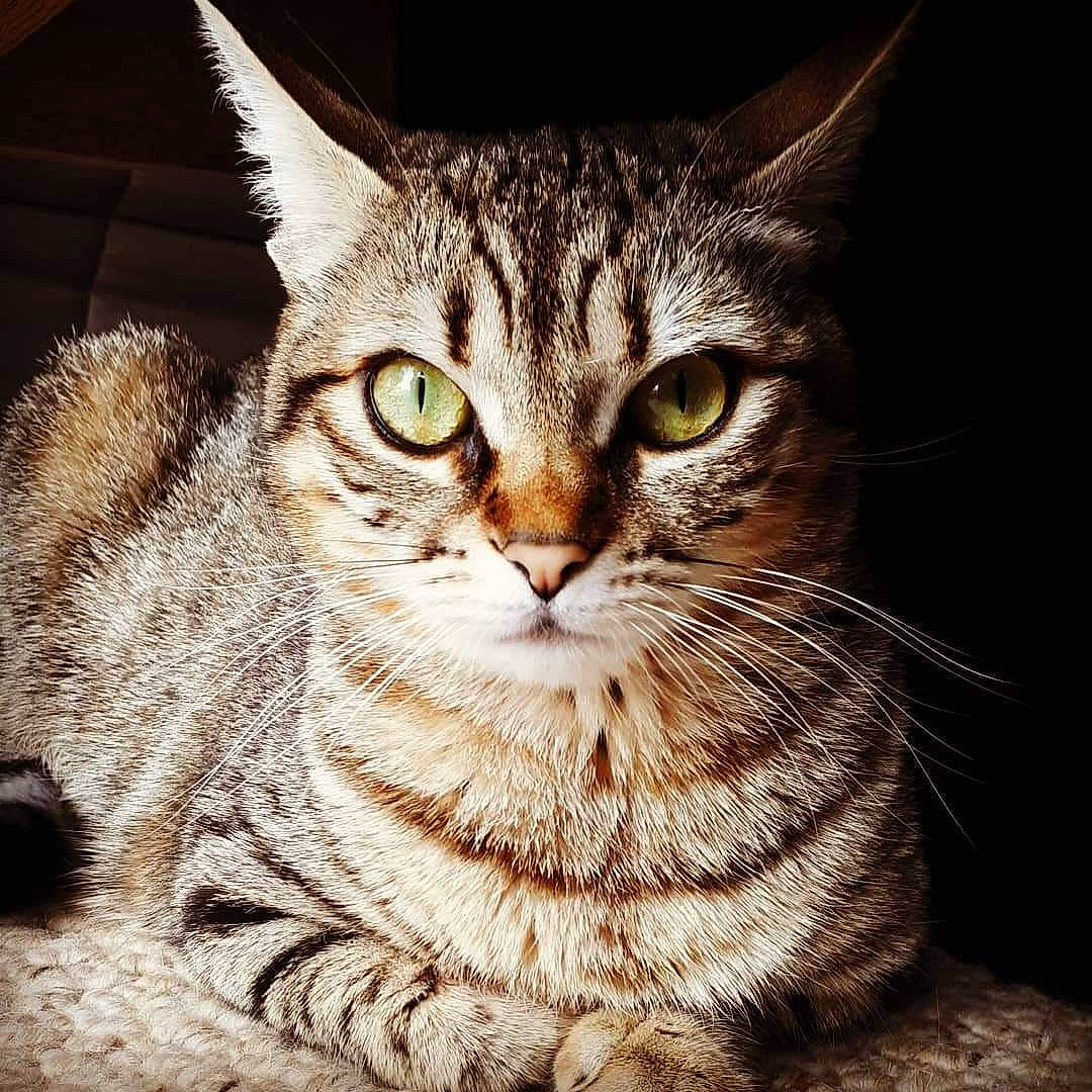 Chocolatine participe au concours pour gagner de l'argent avec cette photo : aegean_cat, american_shorthair, american_wirehair, asian, california_spangled, carnivore, cat, domestic_short_haired_cat, dragon_li, egyptian_mau, european_shorthair, eye, felidae, mammal, pixie_bob, small_to_medium_sized_cats, snout, tabby_cat, vertebrate, whiskers