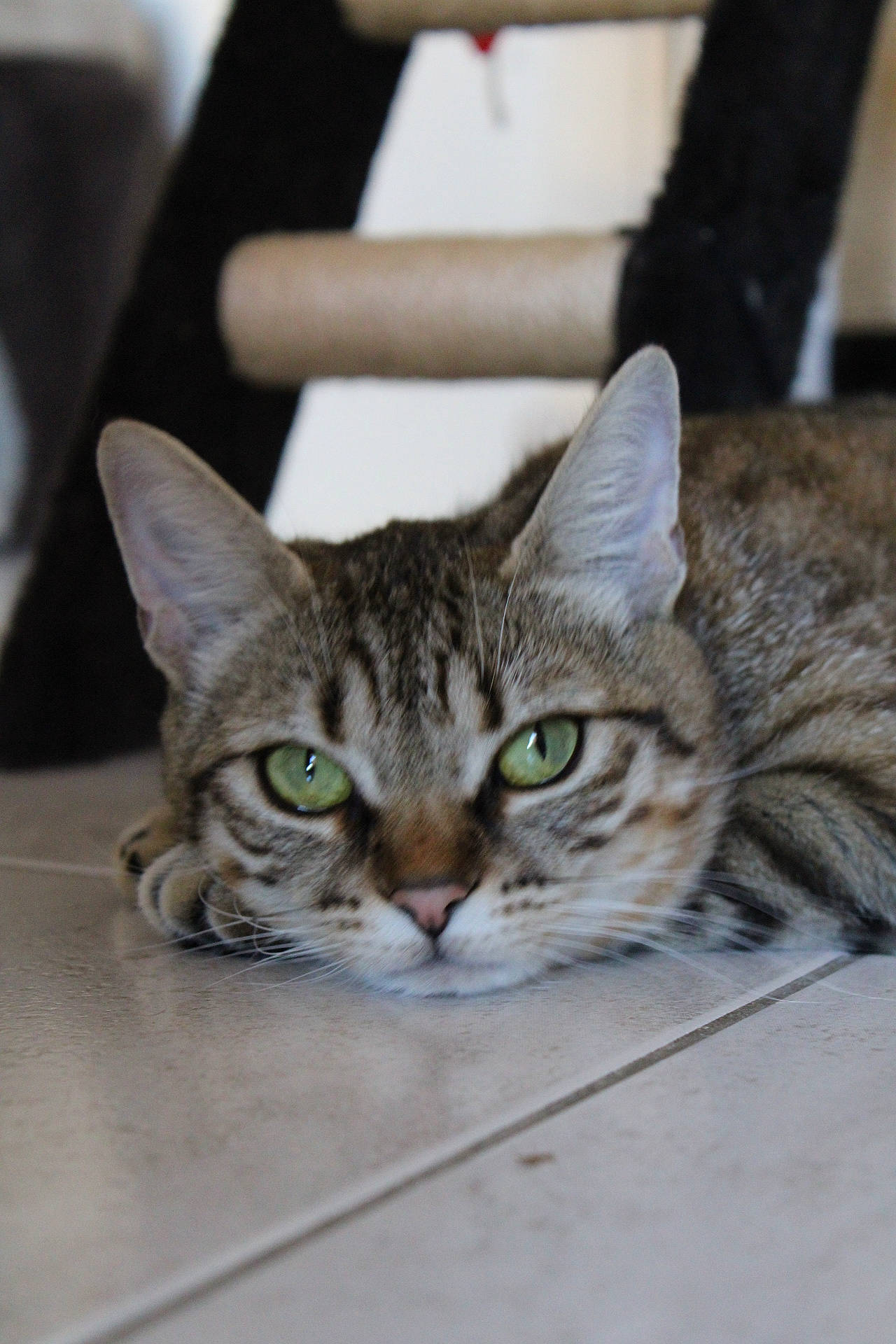 Chocolatine a rejoint le concours — aidez-le/la à gagner de superbes lots ! aegean_cat, american_shorthair, american_wirehair, asian, australian_mist, bengal, california_spangled, carnivore, cat, domestic_short_haired_cat, dragon_li, european_shorthair, felidae, kitten, mammal, ocicat, small_to_medium_sized_cats, tabby_cat, vertebrate, whiskers