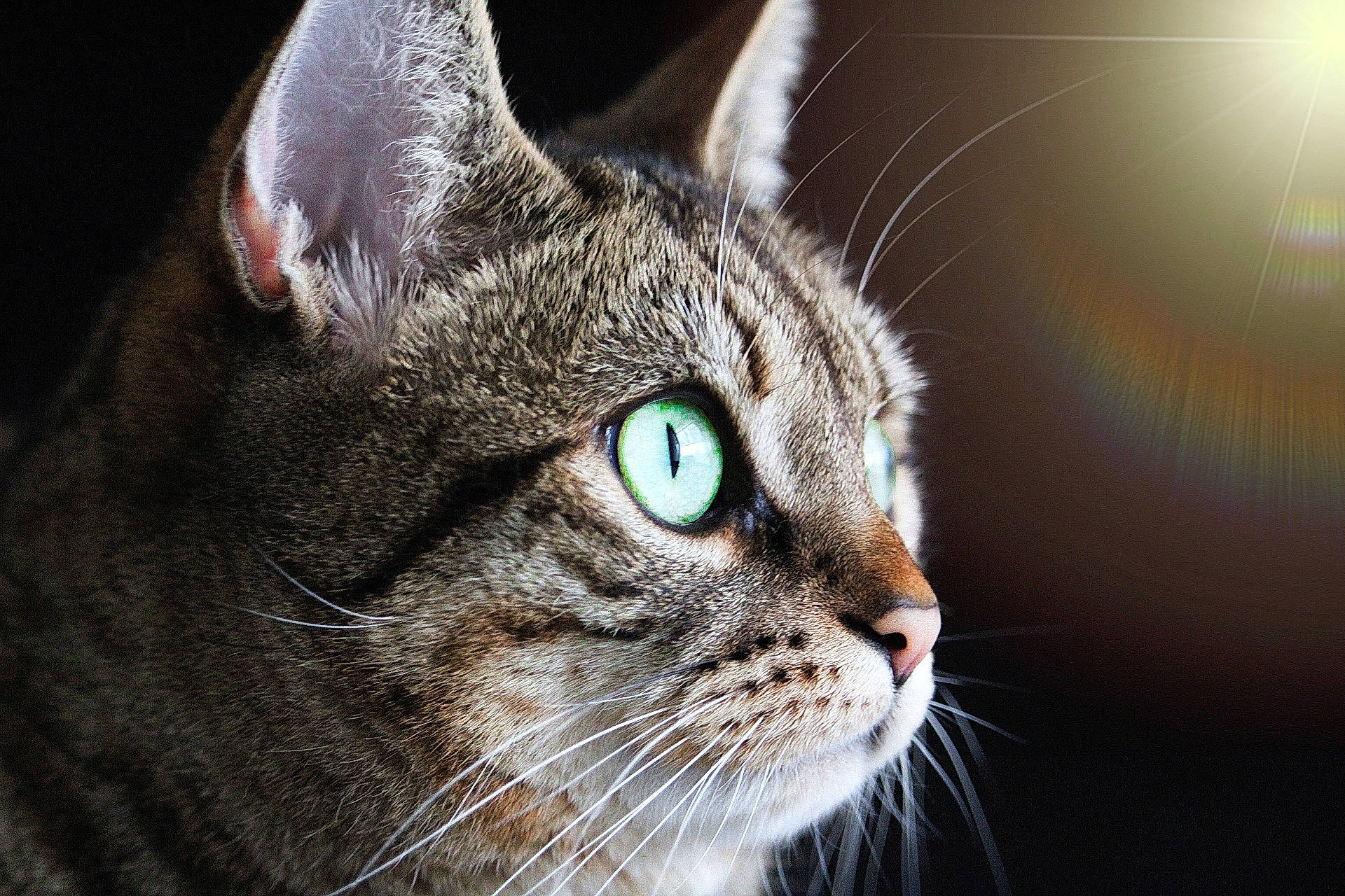 Chocolatine a rejoint le concours — aidez-le/la à gagner de superbes lots ! carnivore, cat, close_up, darkness, domestic_short_haired_cat, ear, eye, felidae, fur, grass, iris, small_to_medium_sized_cats, snout, terrestrial_animal, whiskers, wildlife, window