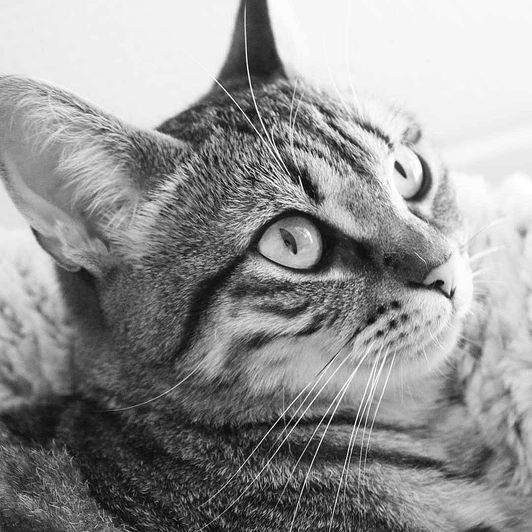 Chocolatine a rejoint le concours — aidez-le/la à gagner de superbes lots ! american_shorthair, american_wirehair, asian, australian_mist, black_and_white, british_shorthair, carnivore, cat, close_up, domestic_short_haired_cat, dragon_li, ear, european_shorthair, eye, felidae, mammal, small_to_medium_sized_cats, snout, tabby_cat, whiskers