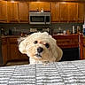 dog, small_dog, fluffy, white_fur, portrait, close_up, indoors, kitchen, cabinet, wooden_cabinets, microwave, appliance, chair, blanket, textile, brown, cream, looking_at_camera, cute, home