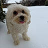 dog, puppy, white_dog, fluffy, curly_fur, snow, winter, outdoor, garden, portrait, closeup, tongue, black_nose, dark_eyes, standing, cute, adorable, pet, backyard, nature
