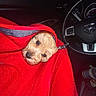puppy, dog, small_dog, pet, animal, red_jacket, jacket, car, car_interior, steering_wheel, dashboard, vehicle, portrait, close_up, fluffy, brown_fur, black_nose, cute, cozy, indoors
