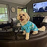 dog, pet, small_dog, fluffy, curly_fur, cream_colored, hawaiian_shirt, clothing, tropical_pattern, sitting, open_mouth, happy, sofa, living_room, television, ceiling_fan, coffee_table, window, indoor, home_decor