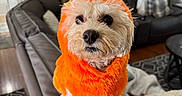 Moonshine joined the competition — help win amazing prizes! dog, pet, costume, orange, fluffy, small_dog, sitting, portrait, indoors, living_room, leather_chair, couch, furniture, rug, pillow, blanket, tennis_ball, funny, cute, animal