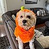 dog, pet, costume, orange, fluffy, small_dog, sitting, portrait, indoors, living_room, leather_chair, couch, furniture, rug, pillow, blanket, tennis_ball, funny, cute, animal