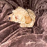 puppy, dog, sleeping, curled_up, fluffy, small_dog, cream_colored, fur, black_nose, blanket, brown_blanket, cozy, indoors, resting, cute, pet, animal, close_up, soft_texture, nap