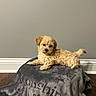 puppy, dog, small_dog, golden, fluffy, curly_fur, lying_down, sitting, pet, animal, portrait, indoors, blanket, gray_blanket, home, wood_floor, wall, tail, cute, cozy