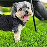 Pookie is registered to the contest to win money with this photo: dog, puppy, small_dog, tongue, panting, happy, outdoor, grass, lawn, portrait, pet, animal, fluffy, long_hair, black_and_white, brown, face, folding_chair, sunlight, playful