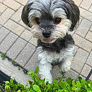 Pookie is registered to the contest to win money with this photo: dog, puppy, small_dog, fluffy, black_and_white, long_hair, tongue_out, cute, portrait, close_up, outdoor, patio, paving_stones, garden, hedge, greenery, plants, looking_at_camera, pet, daylight