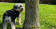 Pookie is registered to the contest to win money with this photo: dog, small_dog, shaggy_dog, black_and_white, tongue_out, outdoor, backyard, grass, tree, tree_trunk, moss, sunlight, wooden_fence, garden, lawn, bushes, blue_sky, standing, pet, animal