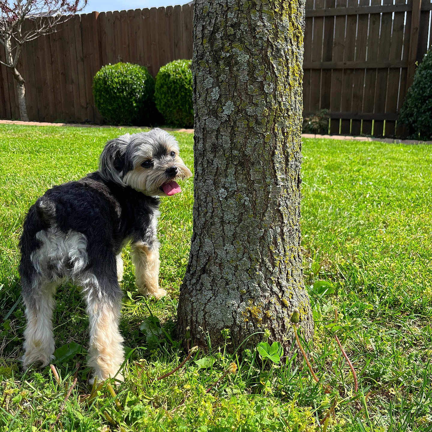 Pookie is registered to the contest to win money with this photo: dog, small_dog, shaggy_dog, black_and_white, tongue_out, outdoor, backyard, grass, tree, tree_trunk, moss, sunlight, wooden_fence, garden, lawn, bushes, blue_sky, standing, pet, animal