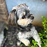 Pookie is registered to the contest to win money with this photo: dog, small_dog, fluffy, long_hair, gray_fur, white_fur, black_fur, shih_tzu, portrait, outdoor, garden, plants, greenery, soil, brick_wall, blue_background, side_profile, looking_at_camera, cute, pet