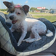 Grace joined the competition — help win amazing prizes! dog, pet_bed, butterfly_clip, white_dog, small_dog, car_interior, window, sunlight, happy_dog, fur, ears, tongue_out, relaxed, road, outdoor_view, seat, plaid_pattern, cozy, animal, companion