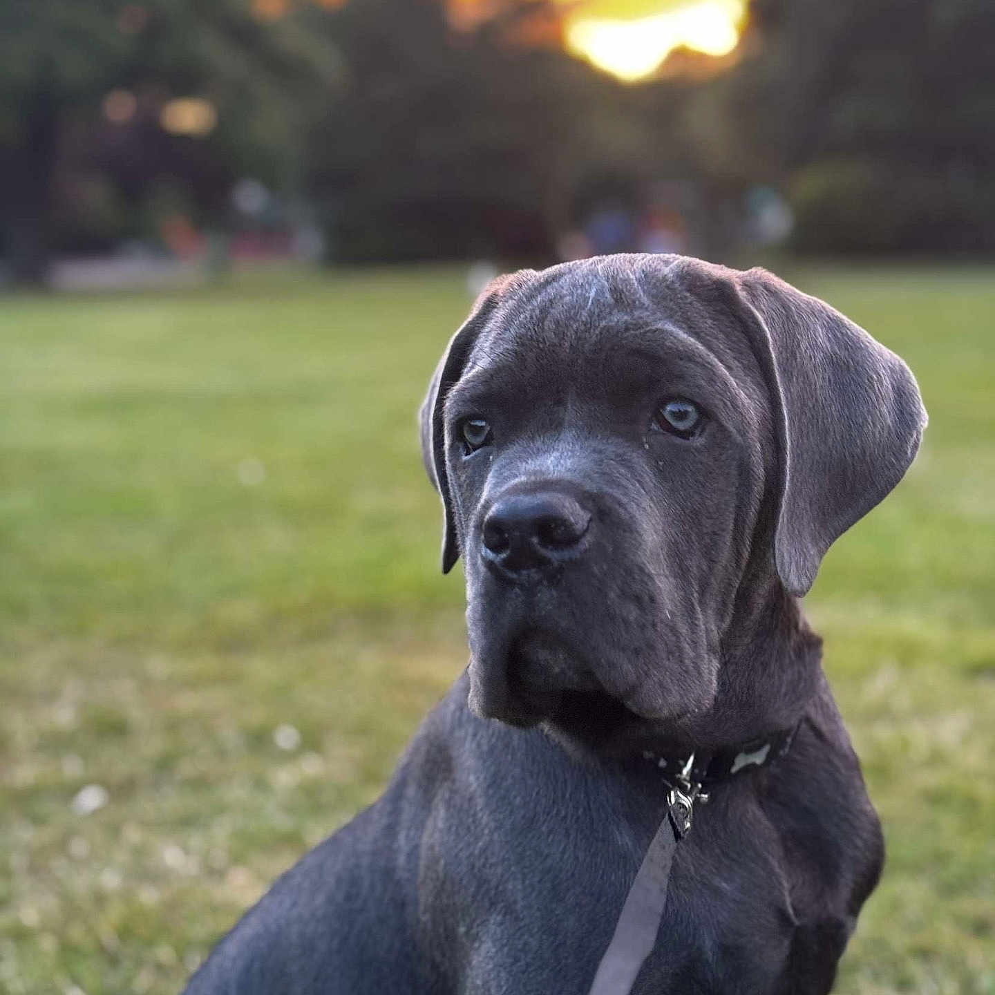 Creed is registered to the contest to win money with this photo: animal, canine, dog, field, grass, grassland, greatdane, hound, labradorretriever, lawn, nature, outdoors, park, pet, plant, pointer, puppy, sky, snout, whitedog