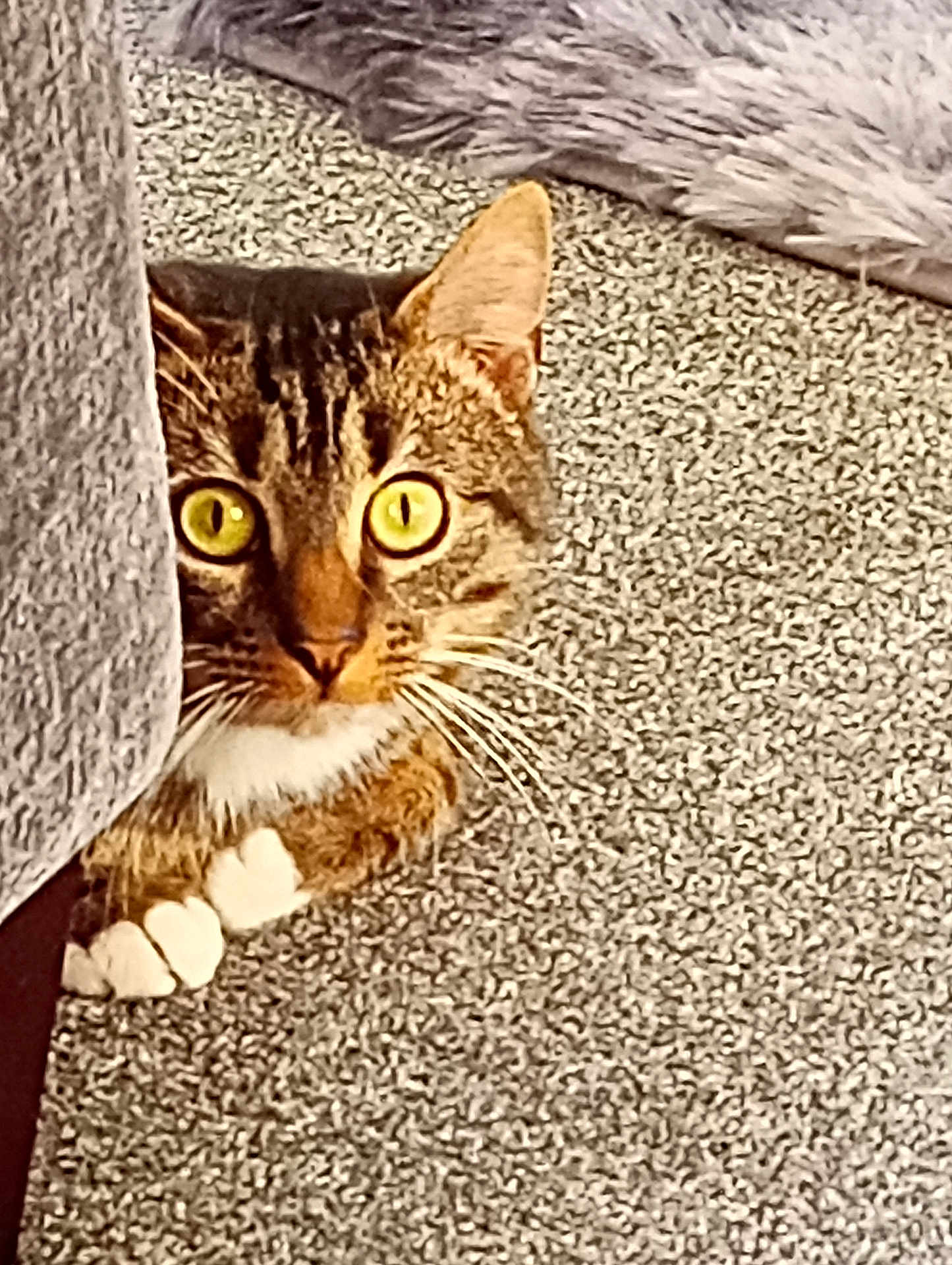 Tommy joined the competition — help win amazing prizes! cat, tabby, peeking, curious, yellow_eyes, whiskers, carpet, couch, indoor, pet, feline, close_up, paws, fur, animal, alert, hiding, home, mammal, cute