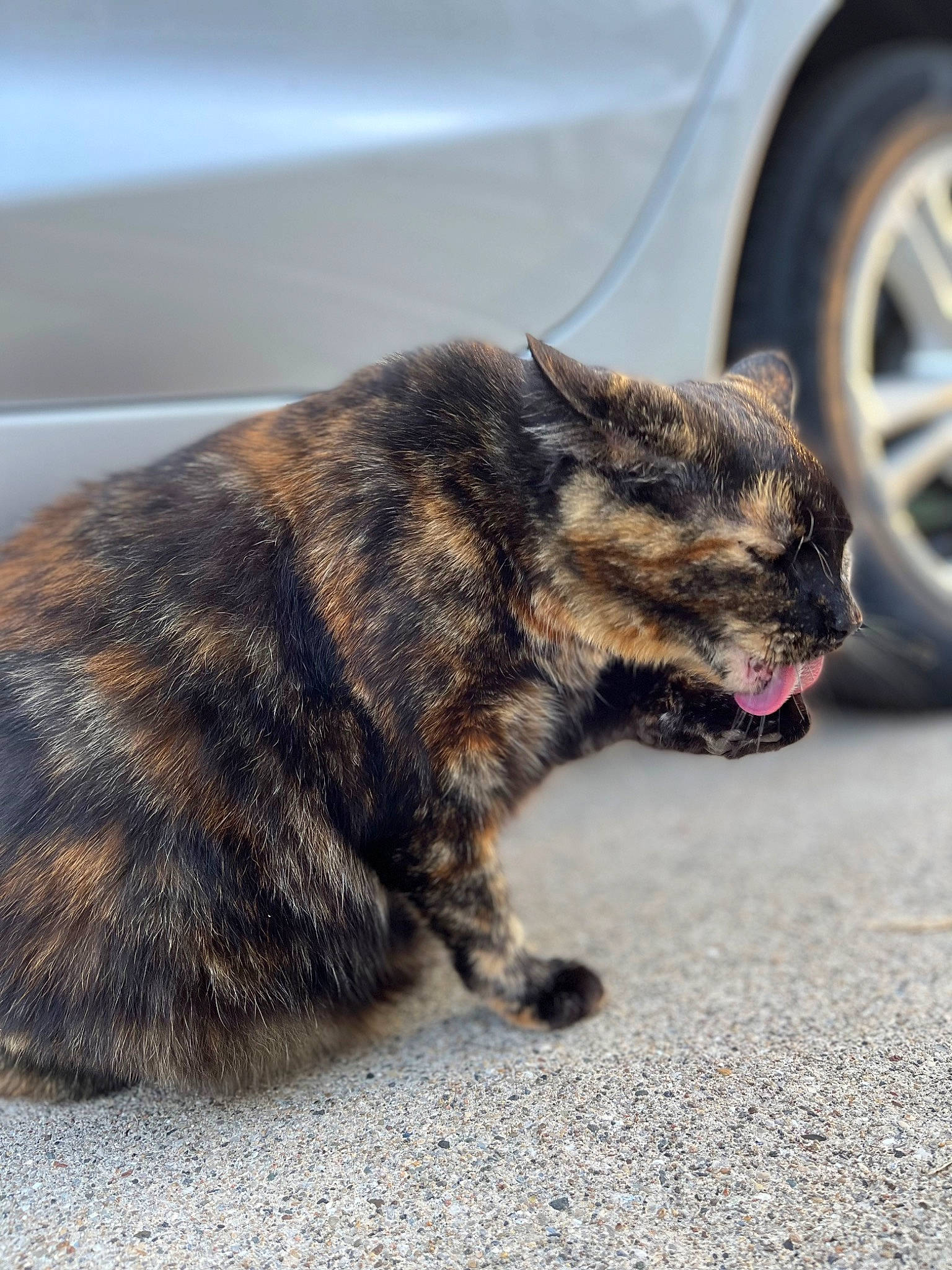 Momma is registered to the contest to win money with this photo: asphalt, automotive_lighting, automotive_tire, car, carnivore, cat, domestic_short_haired_cat, felidae, fur, paw, road, road_surface, small_to_medium_sized_cats, snout, tail, terrestrial_animal, tire, vehicle_door, wheel, whiskers