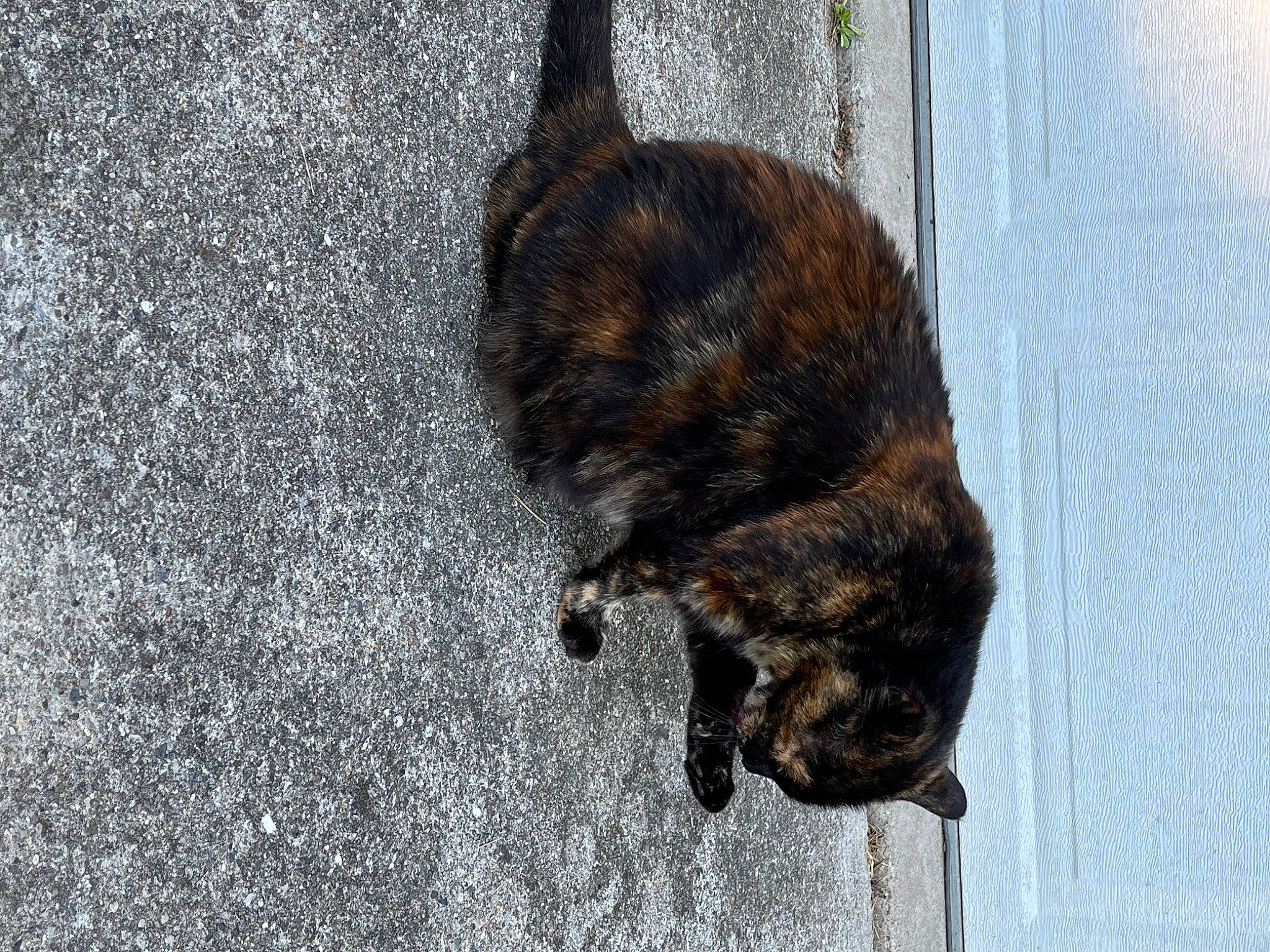 Momma is registered to the contest to win money with this photo: canidae, carnivore, cat, claw, dog_breed, domestic_short_haired_cat, door, fawn, felidae, fur, paw, road_surface, small_to_medium_sized_cats, snout, sporting_group, tail, terrestrial_animal, whiskers, wildlife, wood