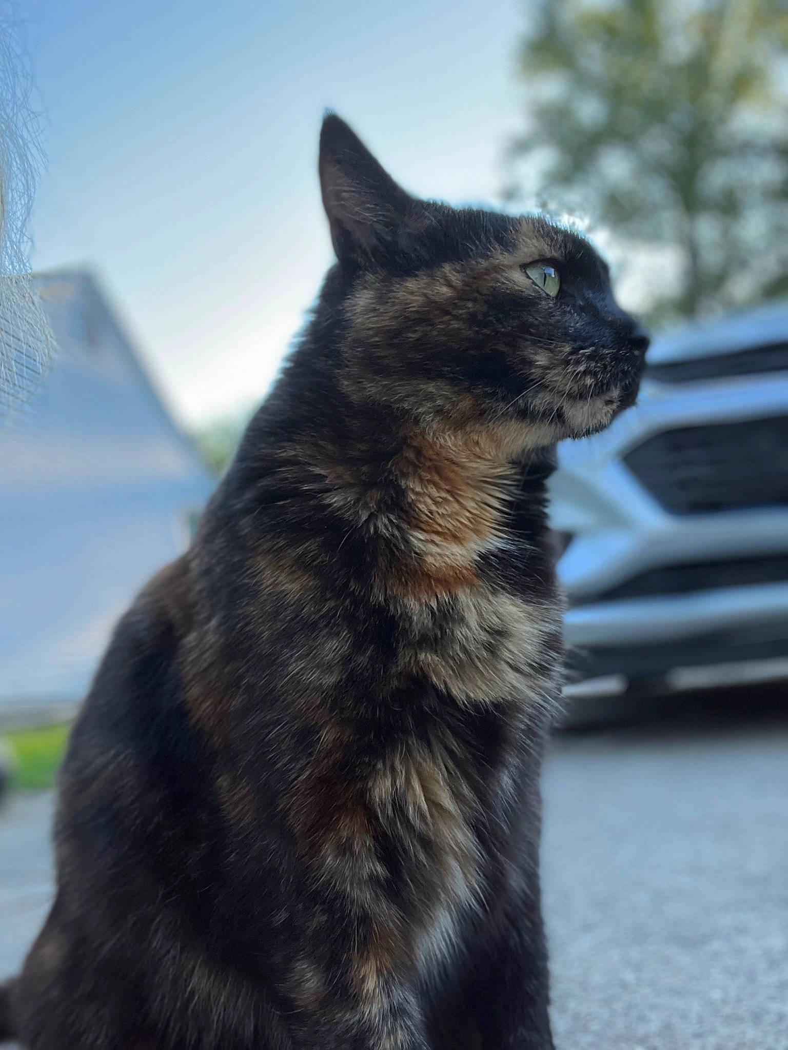 Momma is registered to the contest to win money with this photo: black_cat, carnivore, cat, dog_breed, domestic_short_haired_cat, felidae, fur, grass, shadow, sitting, sky, small_to_medium_sized_cats, tail, terrestrial_animal, tree, whiskers, wildlife, winter