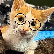 Morty is registered to the contest to win money with this photo: kitten, cat, orange_and_white, glasses_drawing, wide_eyes, fur, whiskers, pet, cute, curious, indoor, close_up, animal, young_cat, playful, face, paw, background_blur, feline, portrait