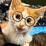 kitten, cat, orange_and_white, glasses_drawing, wide_eyes, fur, whiskers, pet, cute, curious, indoor, close_up, animal, young_cat, playful, face, paw, background_blur, feline, portrait