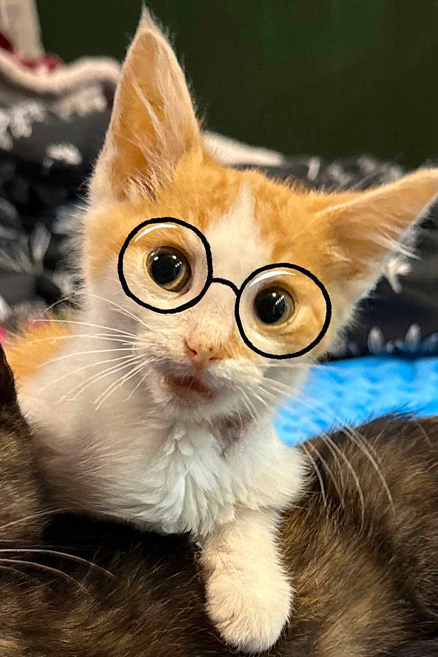 Morty is registered to the contest to win money with this photo: kitten, cat, orange_and_white, glasses_drawing, wide_eyes, fur, whiskers, pet, cute, curious, indoor, close_up, animal, young_cat, playful, face, paw, background_blur, feline, portrait