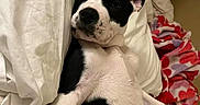 Judah joined the competition — help win amazing prizes! animal, bed, black_and_white, blanket, cozy, cute, dog, ears, fur, indoor, lying_down, mammal, pet, pillow, puppy, relaxed, resting, snout, spots, young_dog