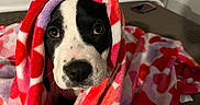 Judah is registered to the contest to win money with this photo: dog, puppy, blanket, heart_pattern, bed, indoor, cute, cozy, black_and_white, pet, animal, snuggled, fur, looking, eyes, nose, soft_texture, comfort, home, resting
