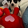 puppy, dog, black_and_white, plush_toy, heart_shape, blanket, cozy, soft_texture, cute, pet, indoor, animal, young_dog, stuffed_toy, comfort, snuggle, bed, resting, fur, playful