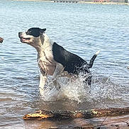 Judah joined the competition — help win amazing prizes! dog, water, lake, splashing, outdoor, nature, animal, black_and_white, playful, canine, shore, trees, sky, sunlight, daytime, wet, active, summer, recreation, pet