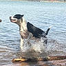 dog, water, lake, splashing, outdoor, nature, animal, black_and_white, playful, canine, shore, trees, sky, sunlight, daytime, wet, active, summer, recreation, pet