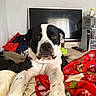 dog, black_and_white, bed, blanket, red_blanket, living_room, television, clothes, storage_boxes, carpet, paws, close_up, pet, indoor, furniture, relaxed, looking, animal, cute, cozy