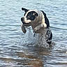Judah joined the competition — help win amazing prizes! dog, water, lake, jumping, splash, outdoor, nature, animal, canine, playful, summer, shore, forest, riverbank, pet, black_and_white, active, daytime, motion, wildlife