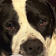 Judah is registered to the contest to win money with this photo: animal, black_and_white, calm, close_up, cute, dog, domestic_animal, eyes, face, fur, head, indoor, muzzle, nose, pet, portrait, relaxed, resting, snout, whiskers