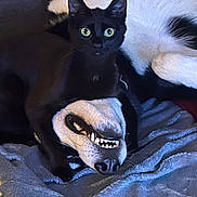 Ushiwa participe au concours pour gagner de l'argent avec cette photo : animal, blackcat, blanket, bodypart, canine, cat, dog, egyptiancat, kitten, manx, mouth, person, pet, snout, teeth