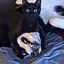 animal, blackcat, blanket, bodypart, canine, cat, dog, egyptiancat, kitten, manx, mouth, person, pet, snout, teeth
