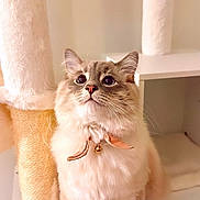 Vienna joined the competition — help win amazing prizes! animal, bell, cat, closeup, collar, curious, cute, domestic, ears, feline, fluffy, fur, home, indoor, looking_up, pet, scratching_post, sitting, soft_lighting, whiskers