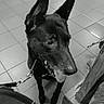 Manga participe au concours pour gagner de l'argent avec cette photo : dog, black_dog, leash, indoor, tile_floor, pet, animal, ears, looking_away, store, bags, sitting, floor, side_view, canine, companion, domestic_animal, waiting, quiet, calm