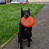 animal, black_dog, canine, cloudy, daytime, dog, frisbee, grass, house, nature, outdoor, path, pavement, pet, playing, residential_area, sitting, sky, suburban, toy