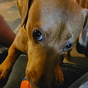 Hades joined the competition — help win amazing prizes! dog, close_up, pet, toy, ball, brown_dog, indoor, playful, animal, canine, snout, ears, paw, fur, looking, cute, expression, chewing, background_blur, indoor_lighting
