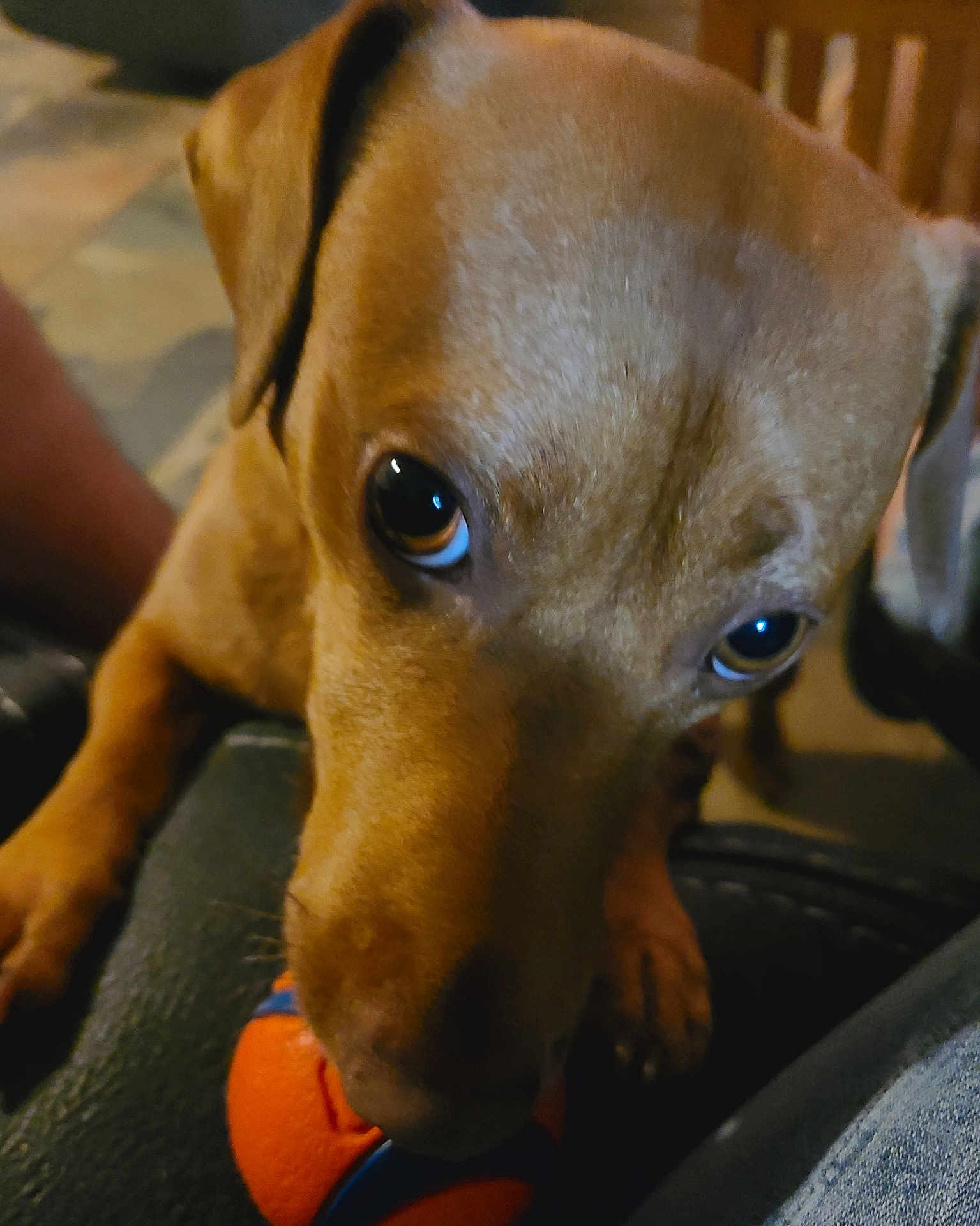Hades joined the competition — help win amazing prizes! dog, close_up, pet, toy, ball, brown_dog, indoor, playful, animal, canine, snout, ears, paw, fur, looking, cute, expression, chewing, background_blur, indoor_lighting
