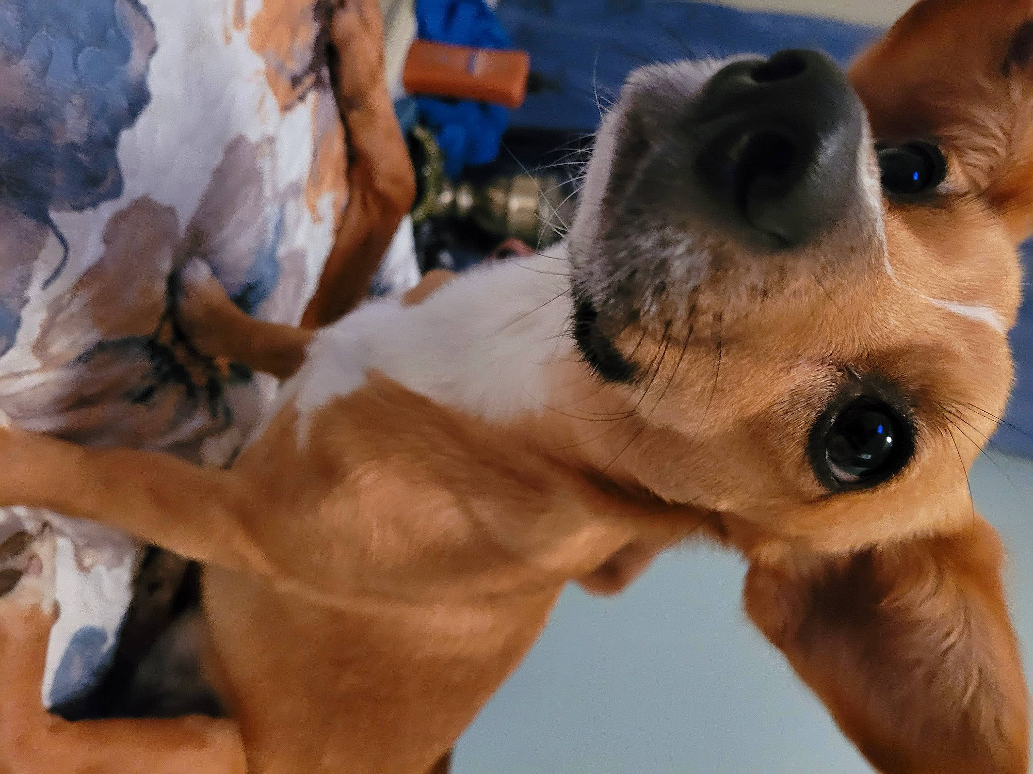 Dixie joined the competition — help win amazing prizes! canidae, carnivore, collar, companion_dog, dog, dog_breed, dog_collar, ear, fawn, fur, paw, puppy, snout, sporting_group, whiskers, working_animal, working_dog