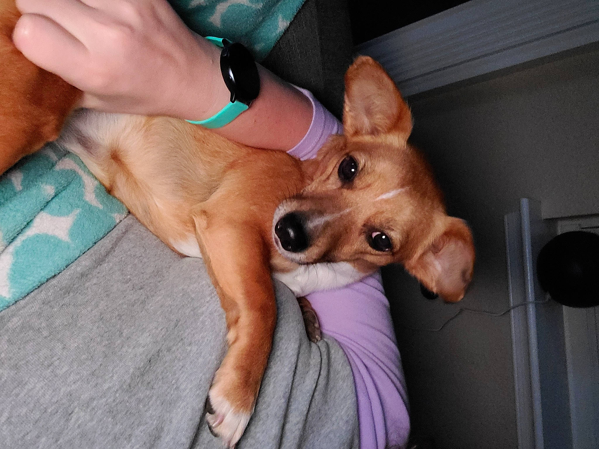 Dixie is registered to the contest to win money with this photo: carnivore, collar, companion_dog, dog, dog_breed, dog_supply, ear, fawn, gesture, happy, home_appliance, human_leg, nail, snout, sporting_group, thumb, watch, whiskers, working_animal, wrist