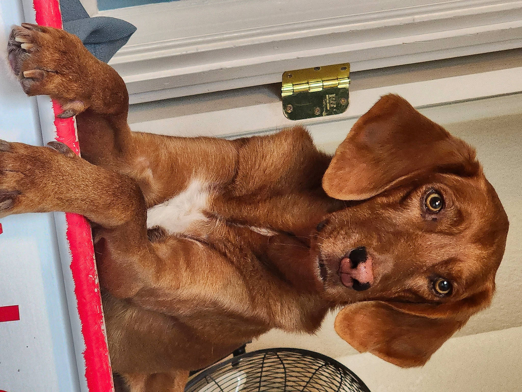 Chip is registered to the contest to win money with this photo: carnivore, collar, companion_dog, dog, dog_breed, dog_collar, fang, fawn, felidae, fur, liver, mammal, metal, paw, sculpture, snout, sporting_group, tail, whiskers, working_animal