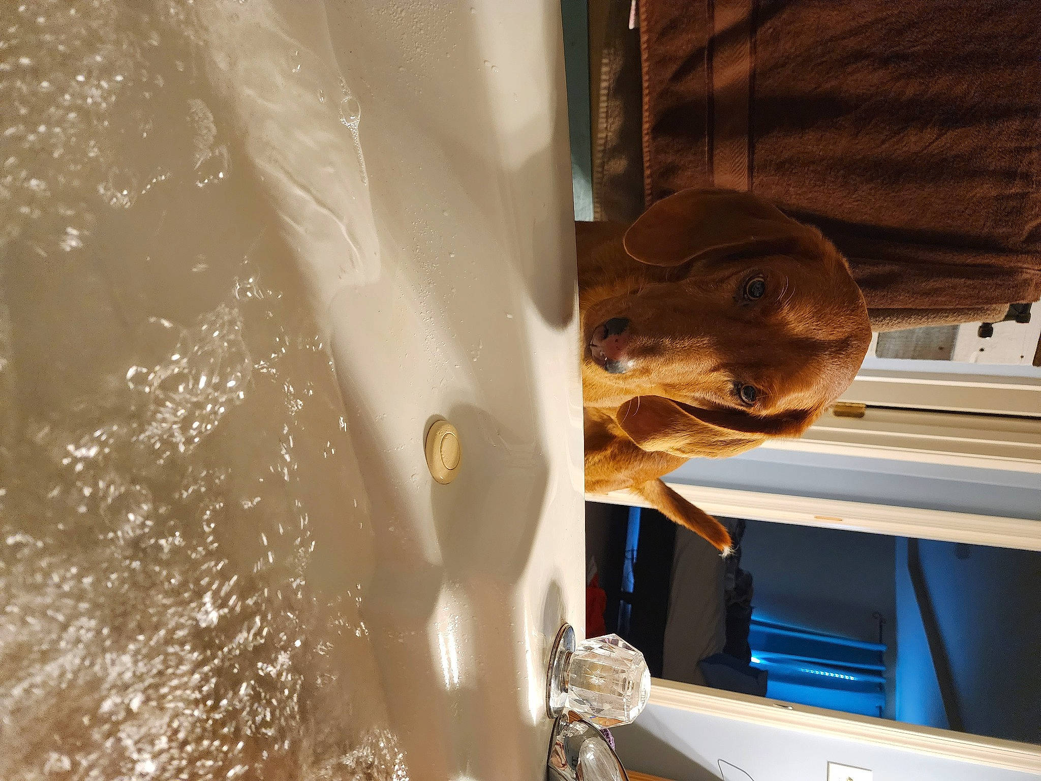 Chip joined the competition — help win amazing prizes! art, automotive_design, automotive_exterior, ceiling, curtain, door, door_handle, fish, flooring, fur, glass, metal, plumbing, reflection, room, tints_and_shades, vehicle_door, water, window, wood