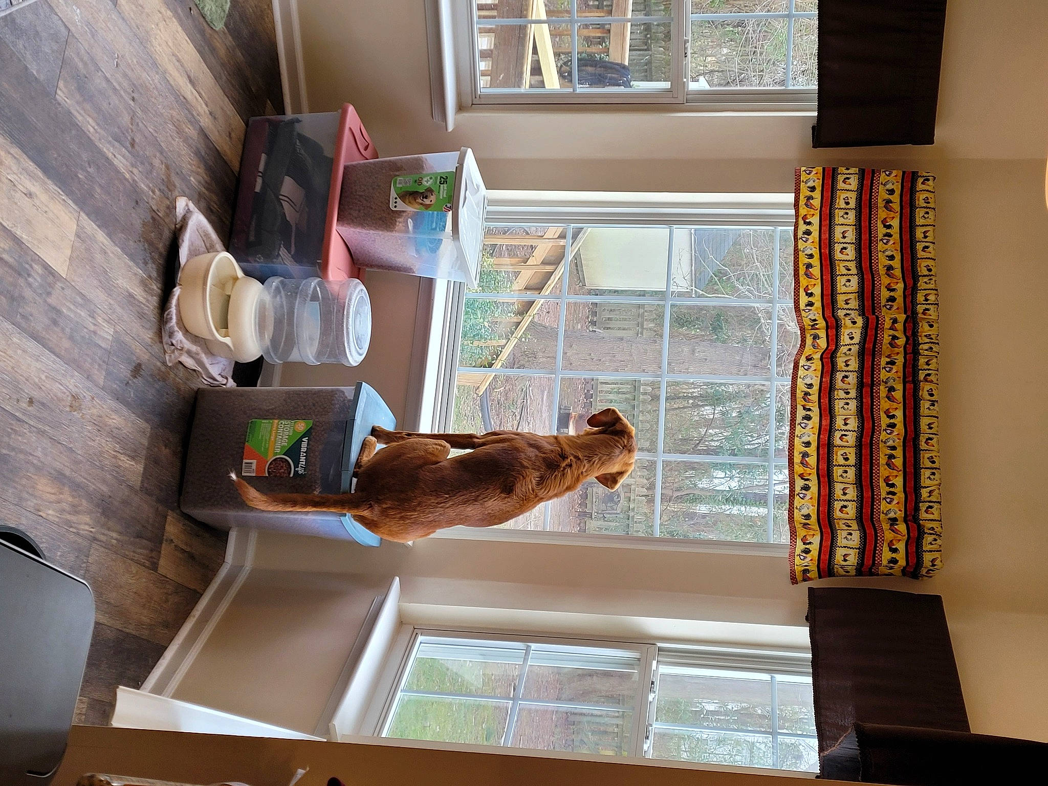 Chip is registered to the contest to win money with this photo: building, carnivore, cat, fawn, felidae, floor, flooring, hardwood, house, interior_design, plant, real_estate, shade, shelf, shelving, small_to_medium_sized_cats, stairs, window, window_blind, wood