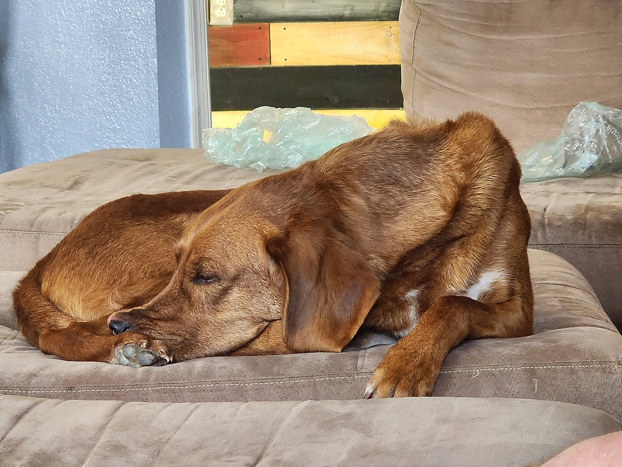 Chip is registered to the contest to win money with this photo: canidae, carnivore, comfort, companion_dog, dog, dog_breed, fawn, fur, gun_dog, hunting_dog, labrador_retriever, liver, nap, plant, puppy, retriever, sleep, sporting_group, terrestrial_animal, working_animal