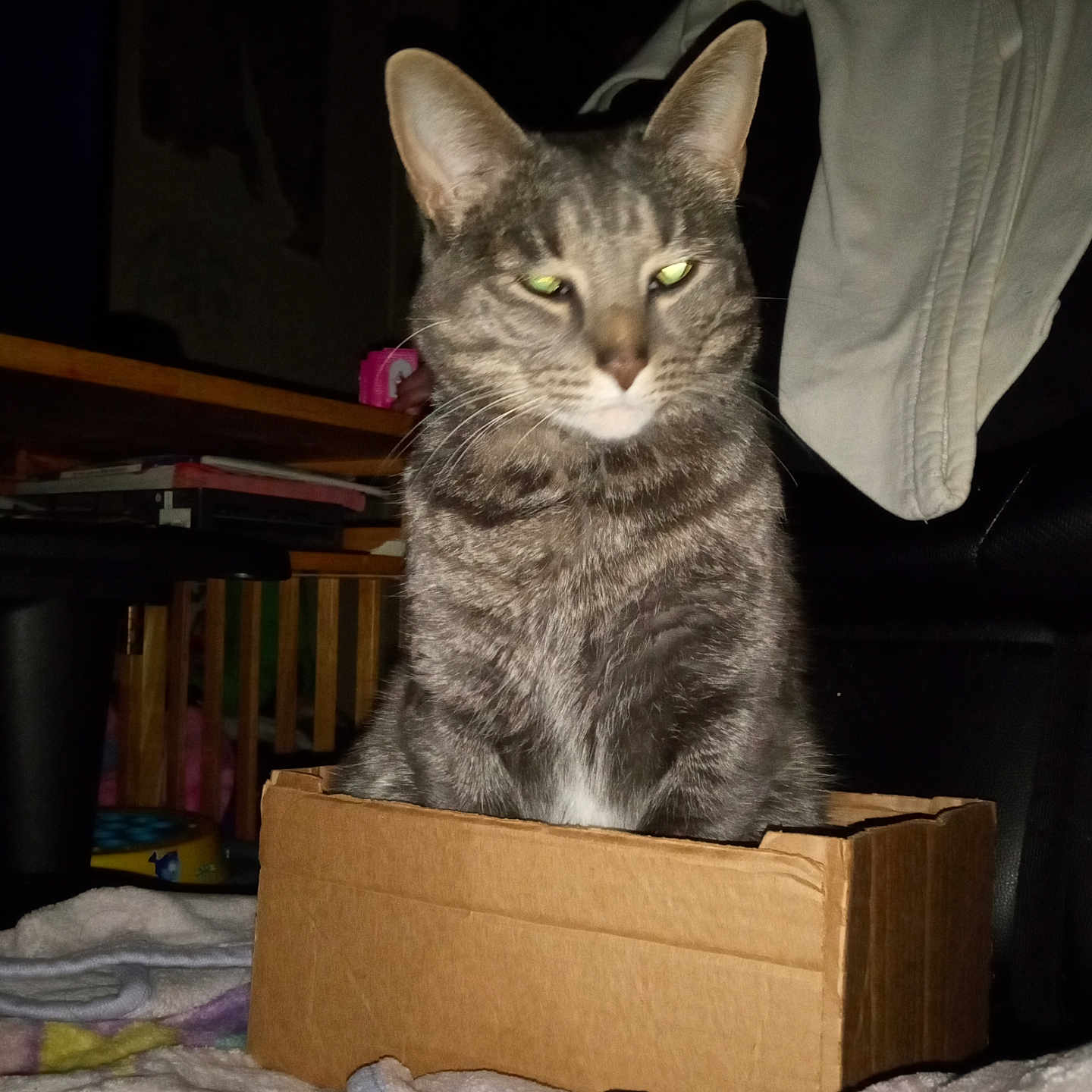 Ash is registered to the contest to win money with this photo: abyssinian, animal, box, cardboard, carton, cat, computer, couch, crate, drawer, electronics, furniture, hardwood, kitten, manx, person, pet, plywood, shelf, wood
